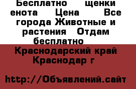 Бесплатно !!! щенки енота!! › Цена ­ 1 - Все города Животные и растения » Отдам бесплатно   . Краснодарский край,Краснодар г.